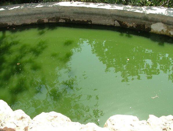 best way to kill green algae in pool