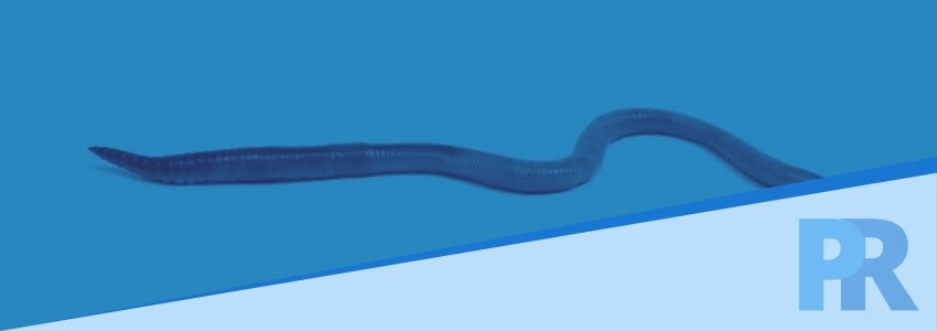 How to Keep Worms Out of Your Pool Pool Research